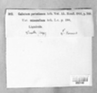Mycocalicium subtile image